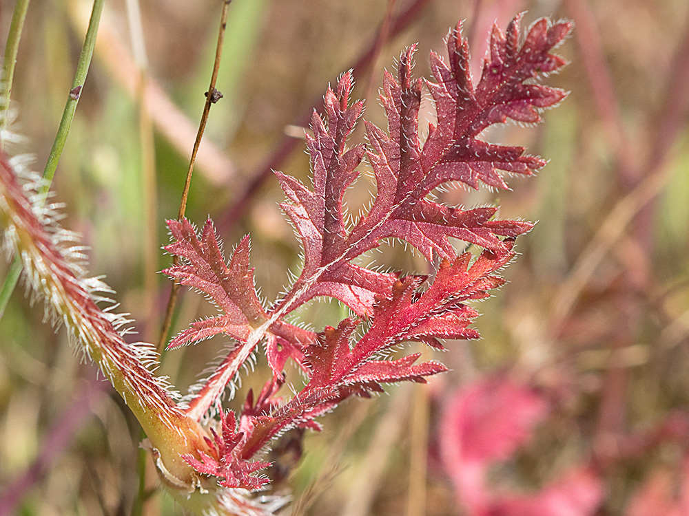 Hoja de la Alfileteras o pico de grulla (Erodium botrys (Cav.) Bertol.)