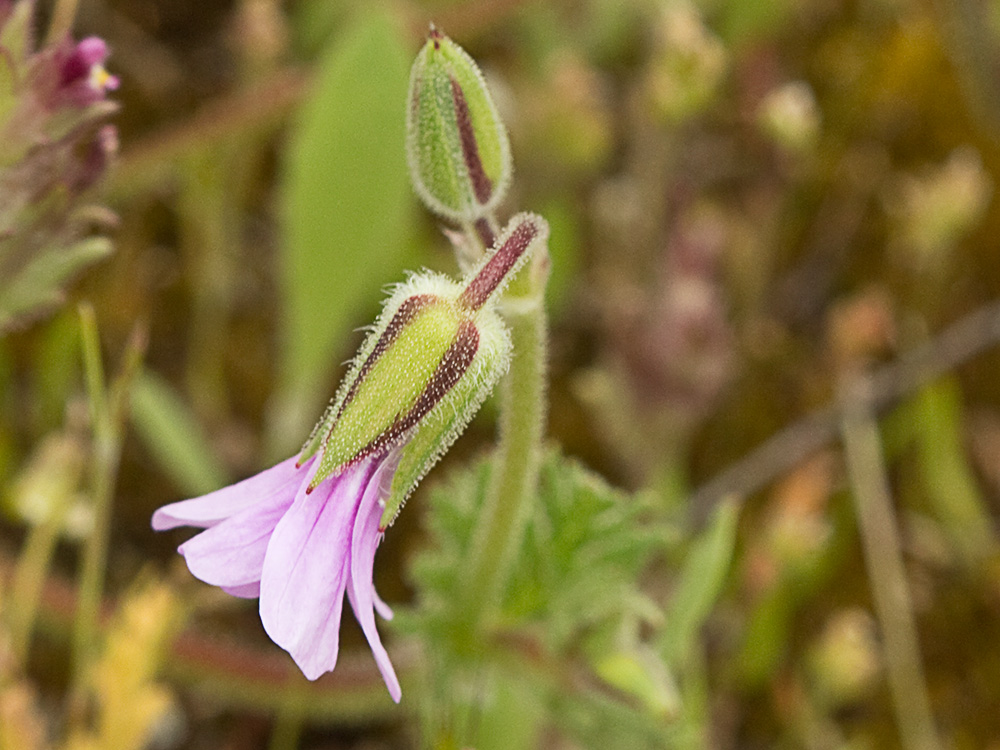 Alfileteras o pico de grulla (Erodium botrys (Cav.) Bertol.)