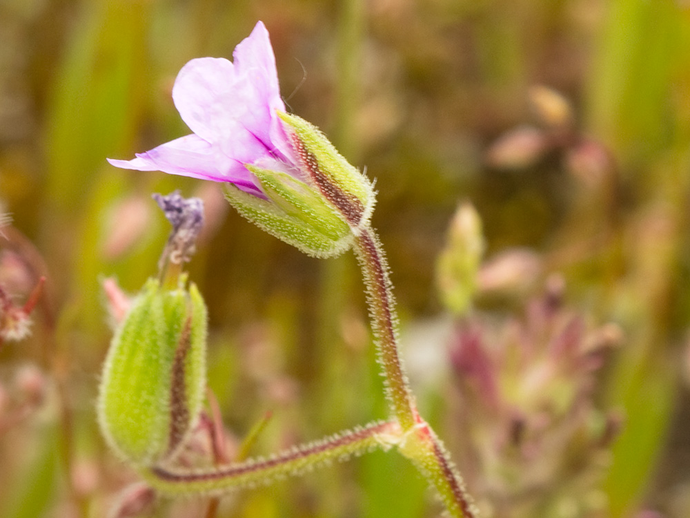 Alfileteras o pico de grulla (Erodium botrys (Cav.) Bertol.)