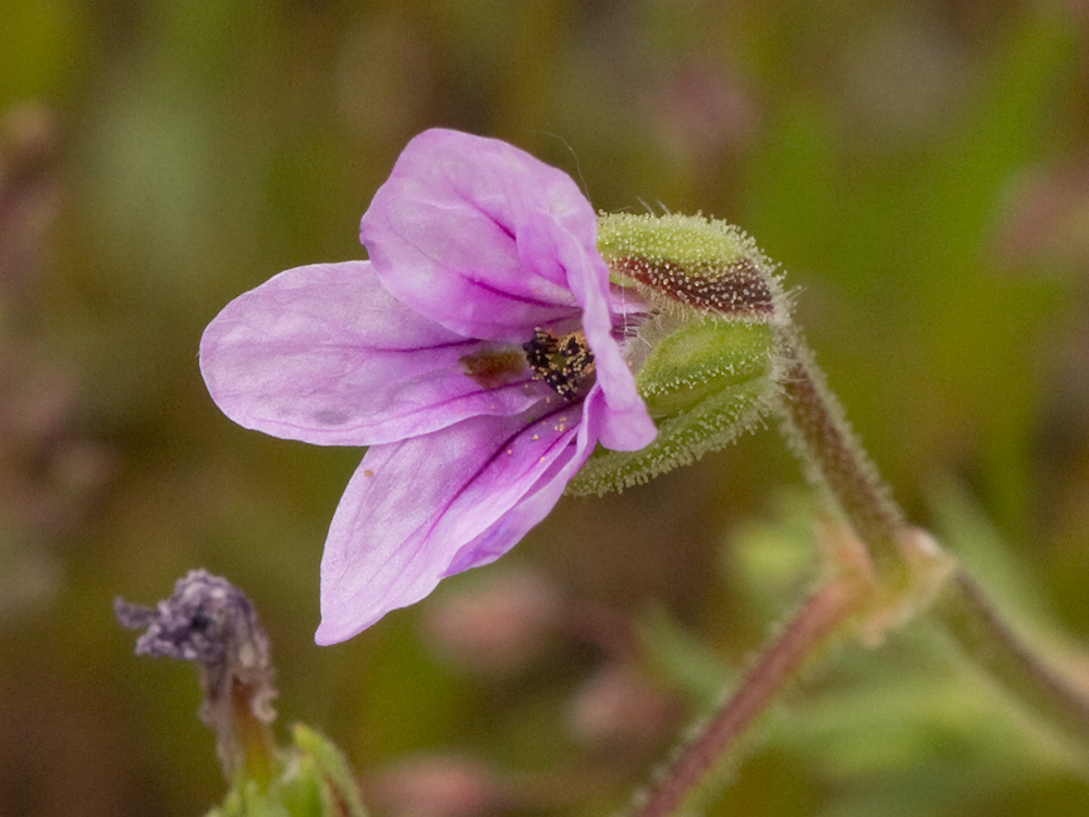 Alfileteras o pico de grulla (Erodium botrys (Cav.) Bertol.)
