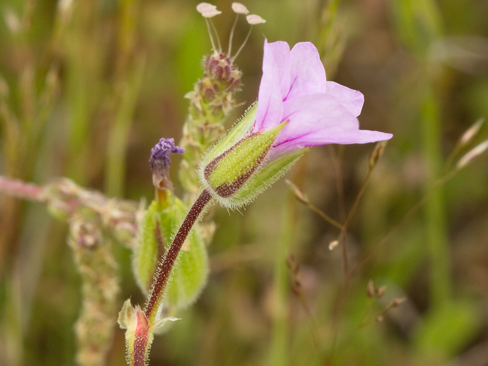 Alfileteras o pico de grulla (Erodium botrys (Cav.) Bertol.)
