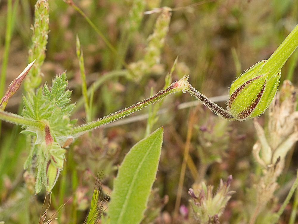 Alfileteras o pico de grulla (Erodium botrys (Cav.) Bertol.)