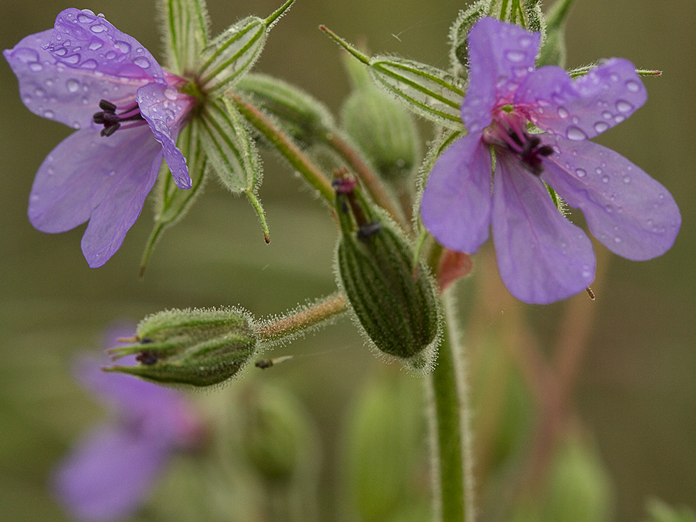 Alfileres de pastor (Erodium Ciconium)
