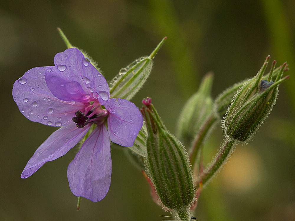Alfileres de pastor (Erodium Ciconium)