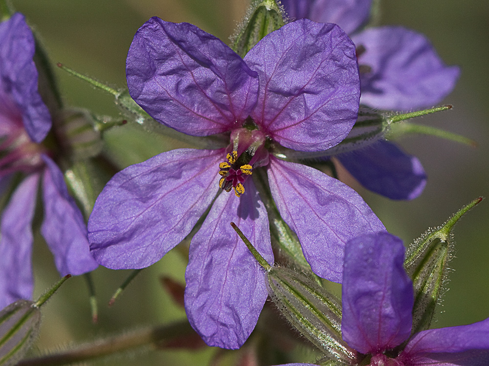 Alfileres de pastor (Erodium Ciconium)