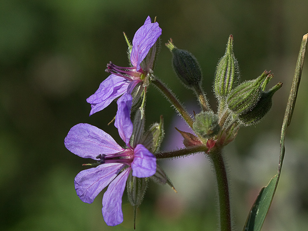 Alfileres de pastor (Erodium Ciconium)