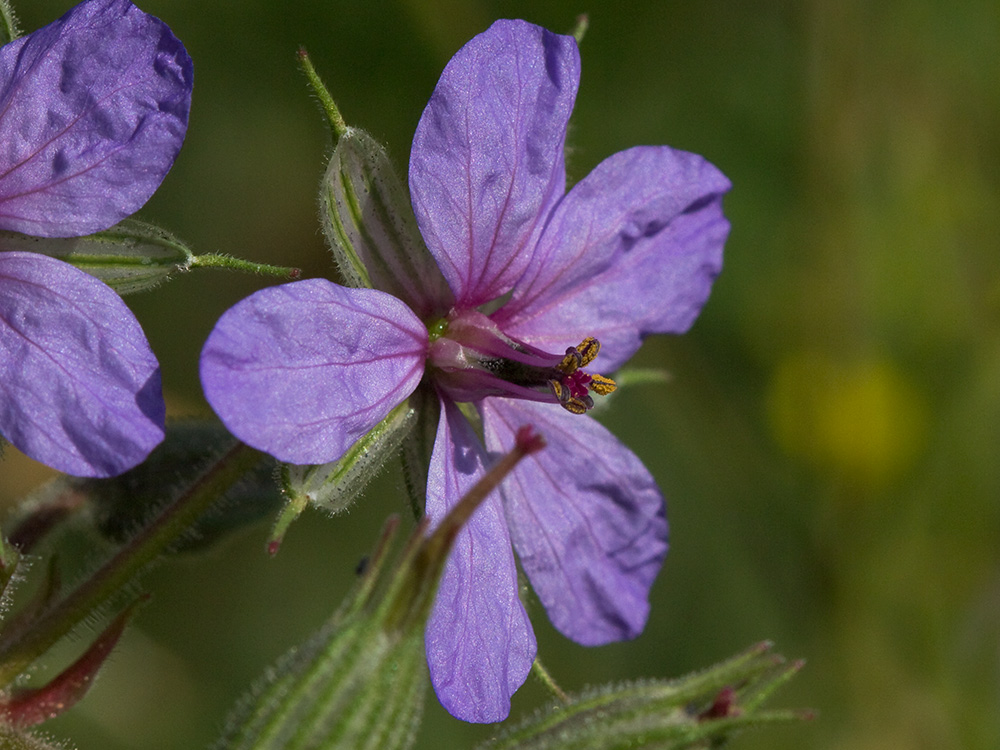Alfileres de pastor (Erodium Ciconium)