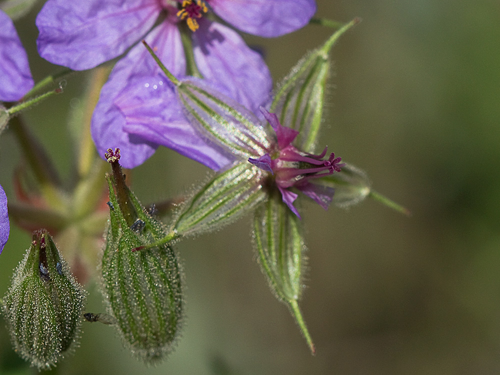 Alfileres de pastor (Erodium Ciconium)