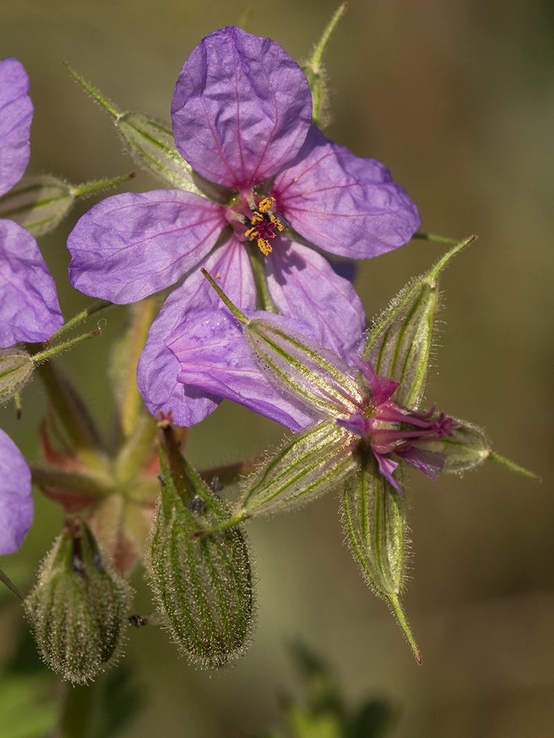 Alfileres de pastor (Erodium Ciconium)