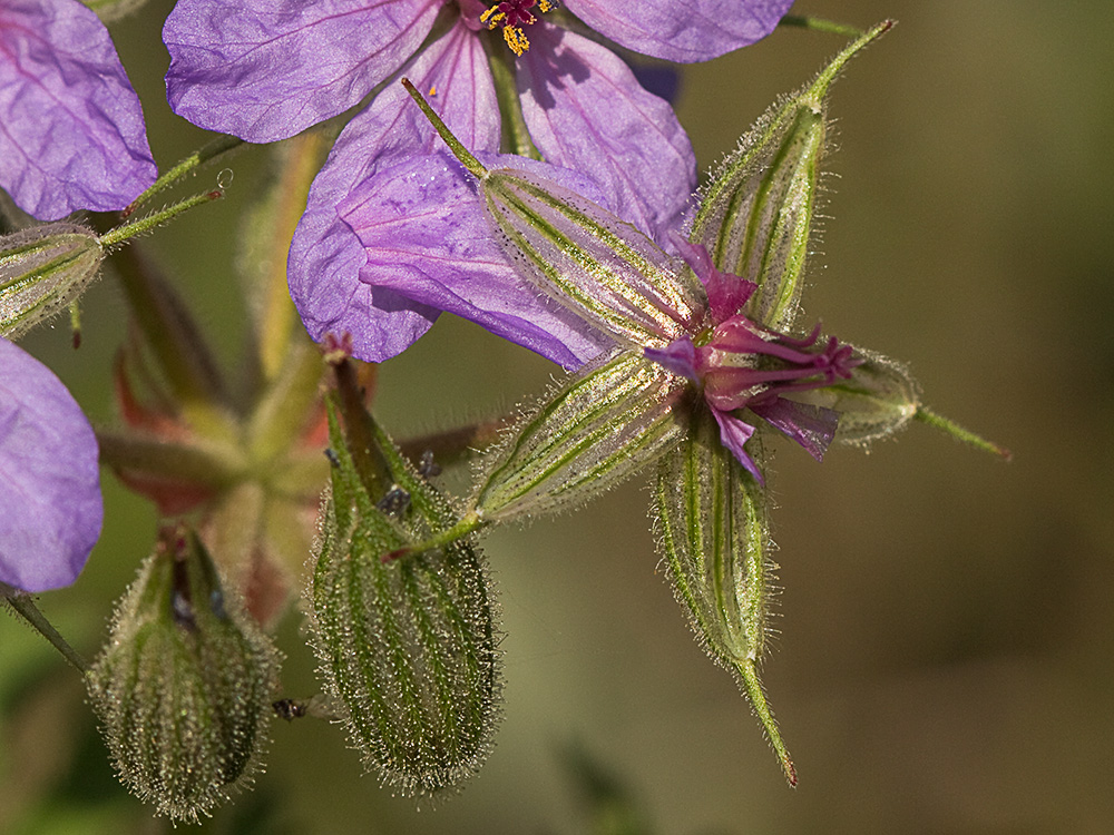 Alfileres de pastor (Erodium Ciconium)