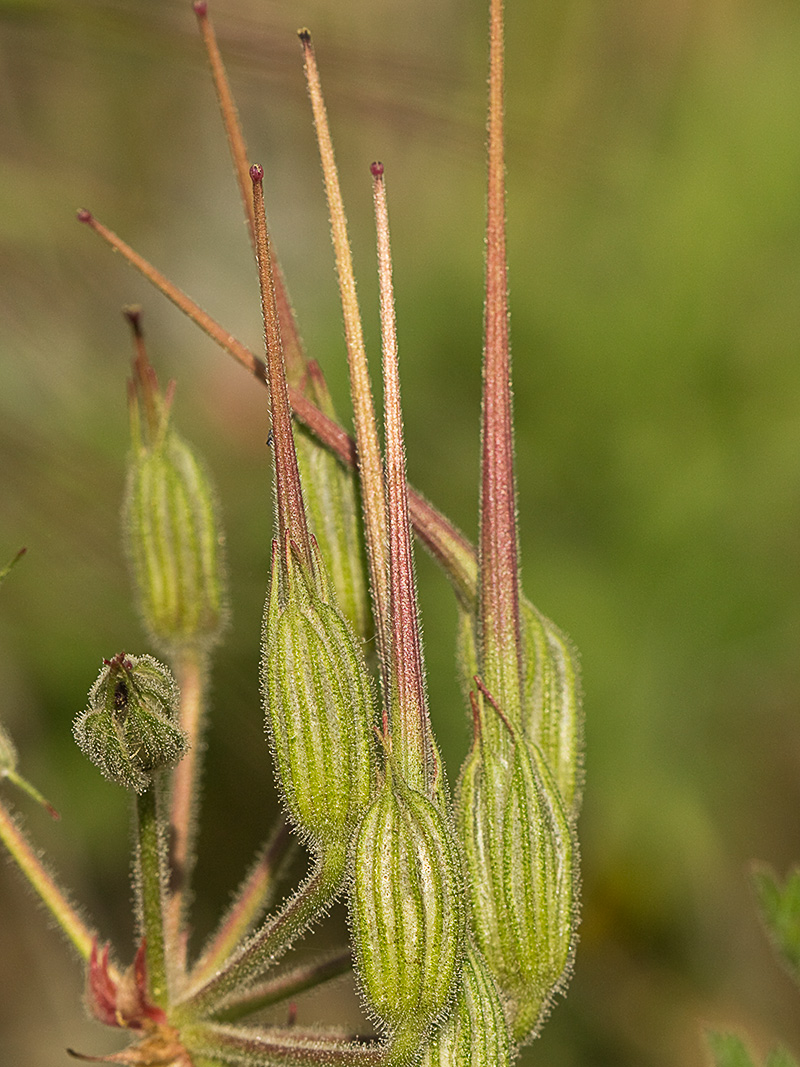 Alfileres de pastor (Erodium Ciconium)