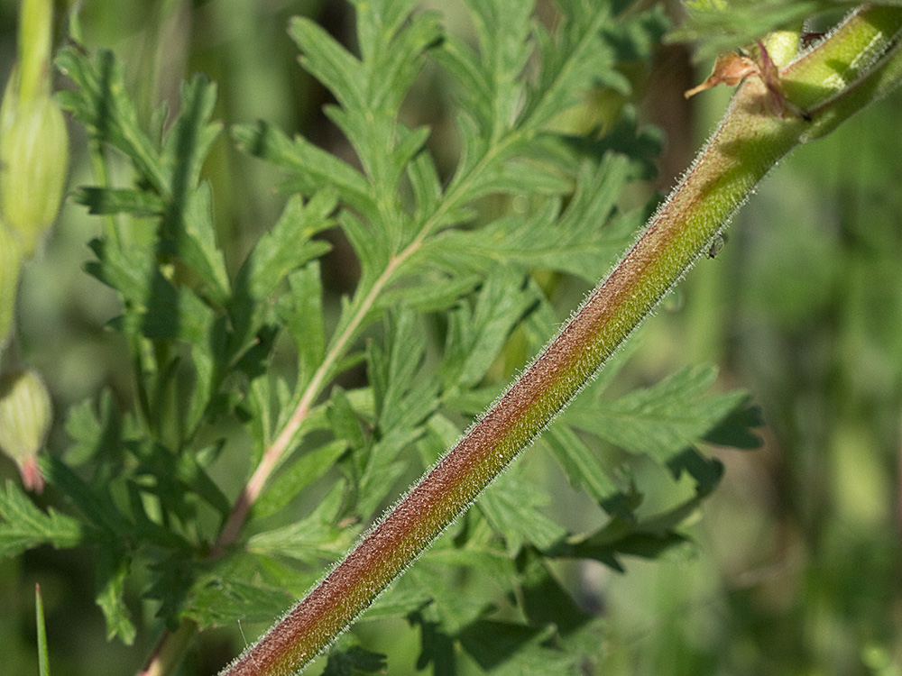 Alfileres de pastor (Erodium Ciconium)
