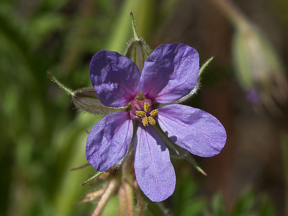 Alfileres de pastor (Erodium Ciconium)