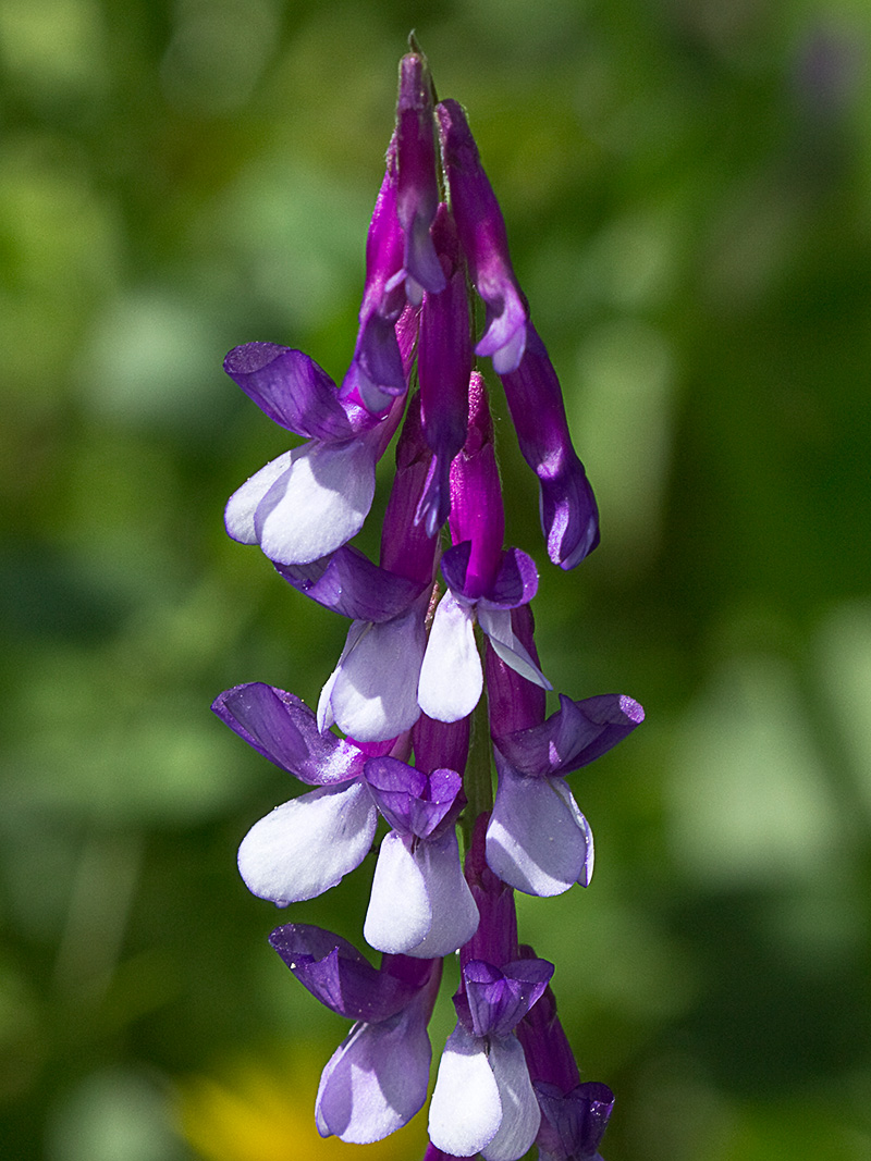 Vicia cracca
