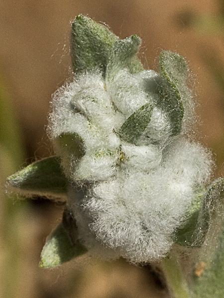 Algodoncillos (Bombycilaena discolor)