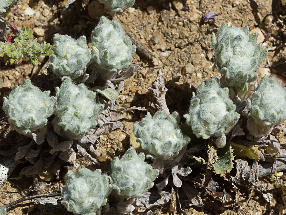 Algodoncillos (Bombycilaena discolor)