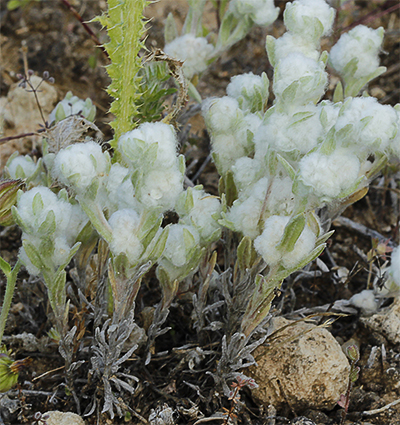 Algodoncillos (Bombycilaena discolor)