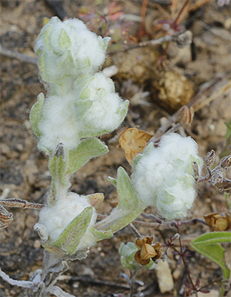 Algodoncillos (Bombycilaena discolor)