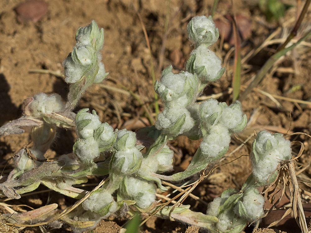 Algodoncillos (Bombycilaena discolor)