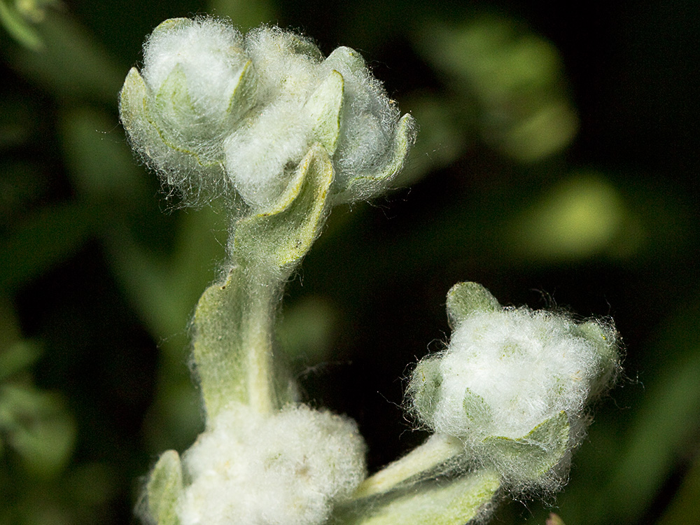 Algodoncillos (Bombycilaena discolor)