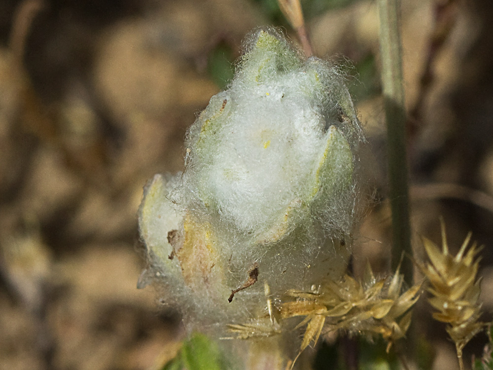 Algodoncillos (Bombycilaena discolor)