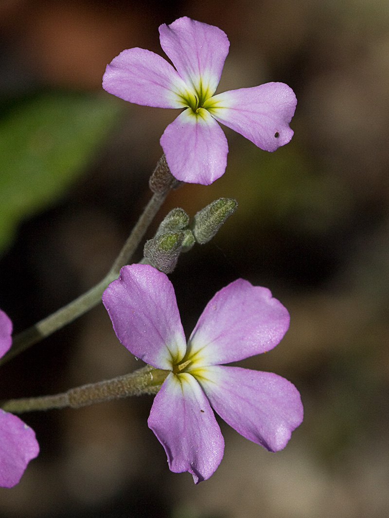Malcolmia triloba, alhelí marino