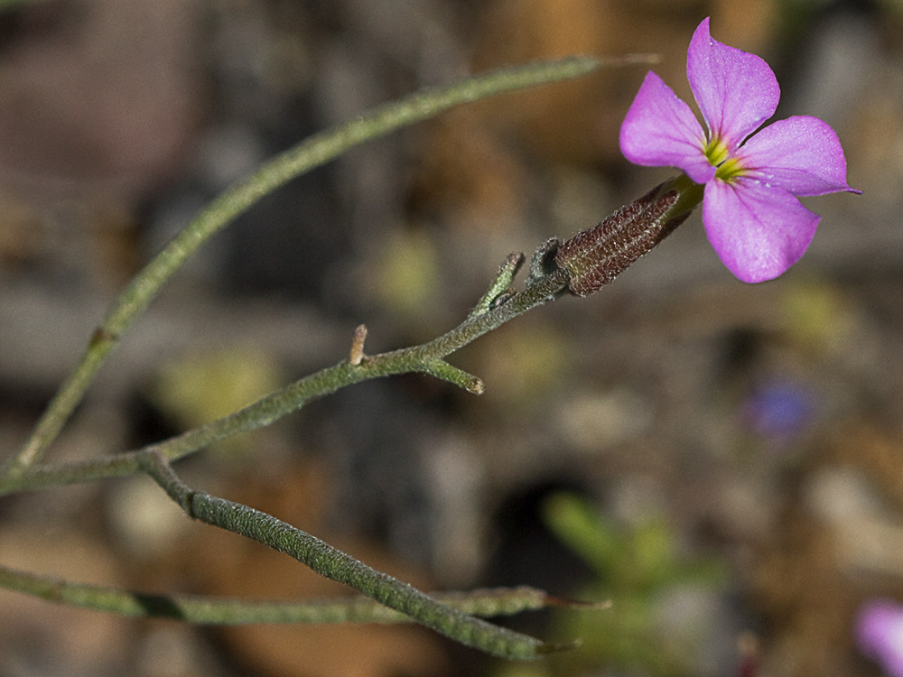 Malcolmia triloba, alhelí marino