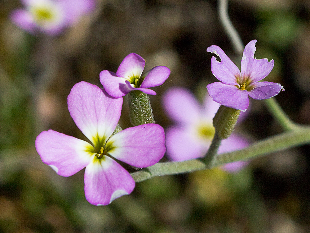 Malcolmia triloba, alhelí marino