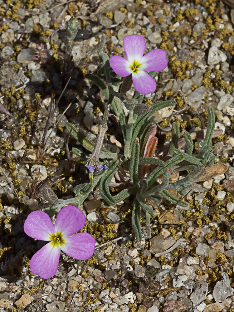 Malcolmia triloba, alhelí marino
