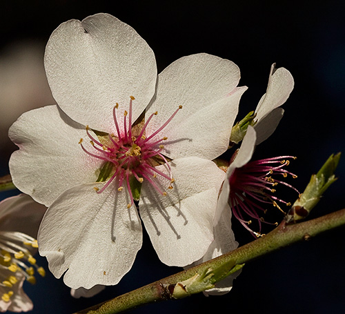 Flor del Almendro (Prunus amygdalus)