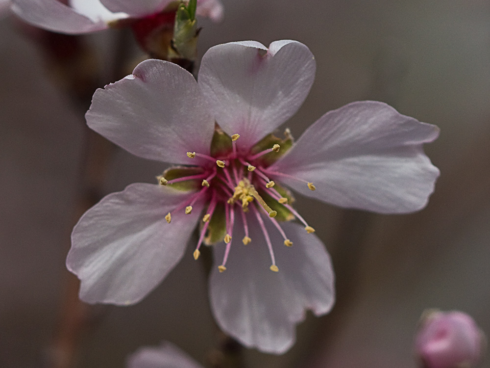 Flor del Almendro (Prunus amygdalus)