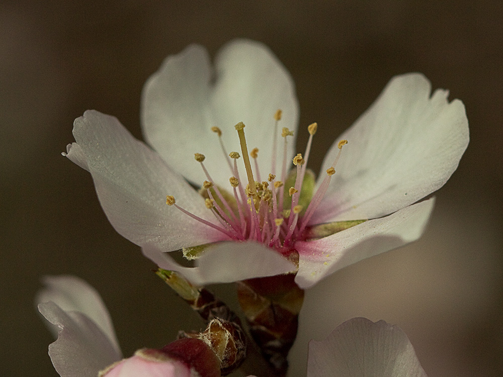 Flor del Almendro (Prunus amygdalus)