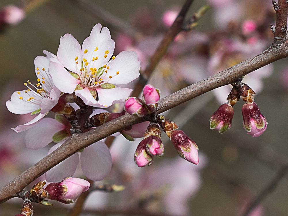 Flor del Almendro (Prunus amygdalus)