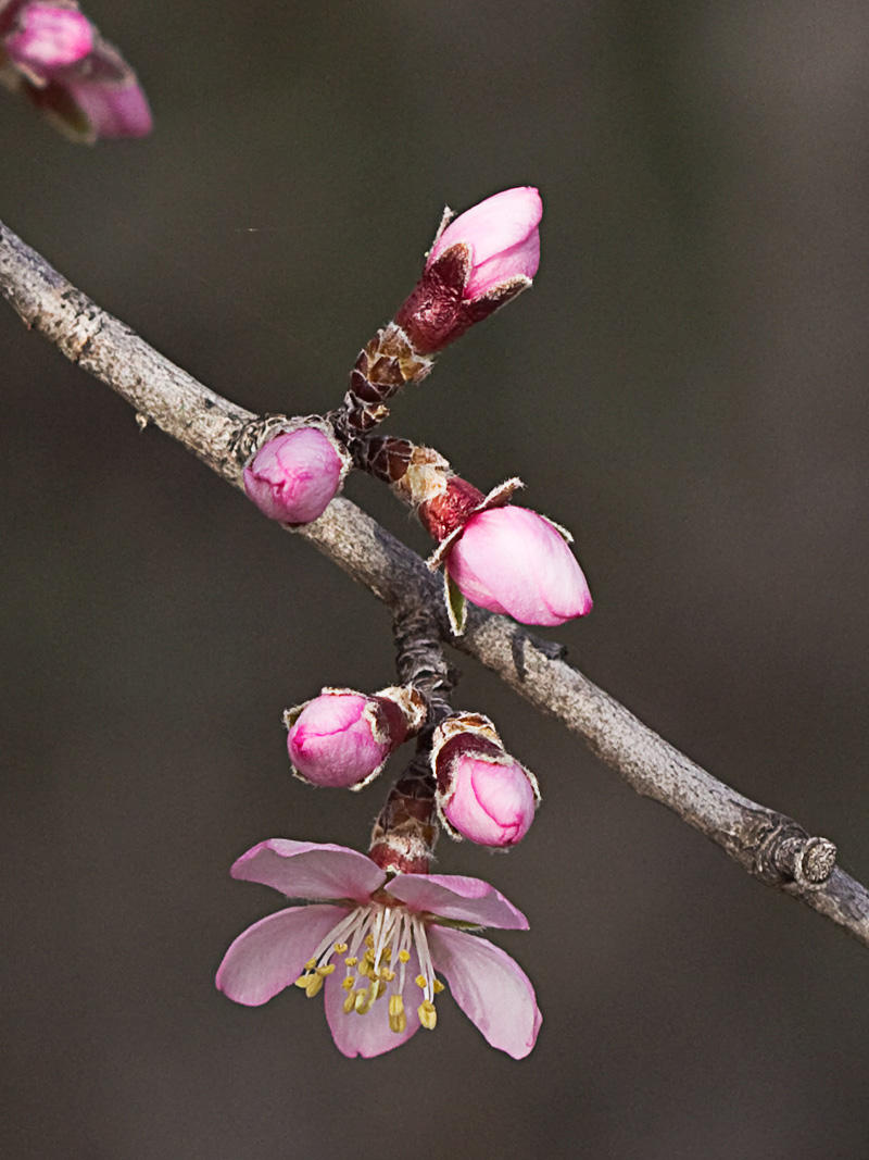 Flor del Almendro (Prunus amygdalus)