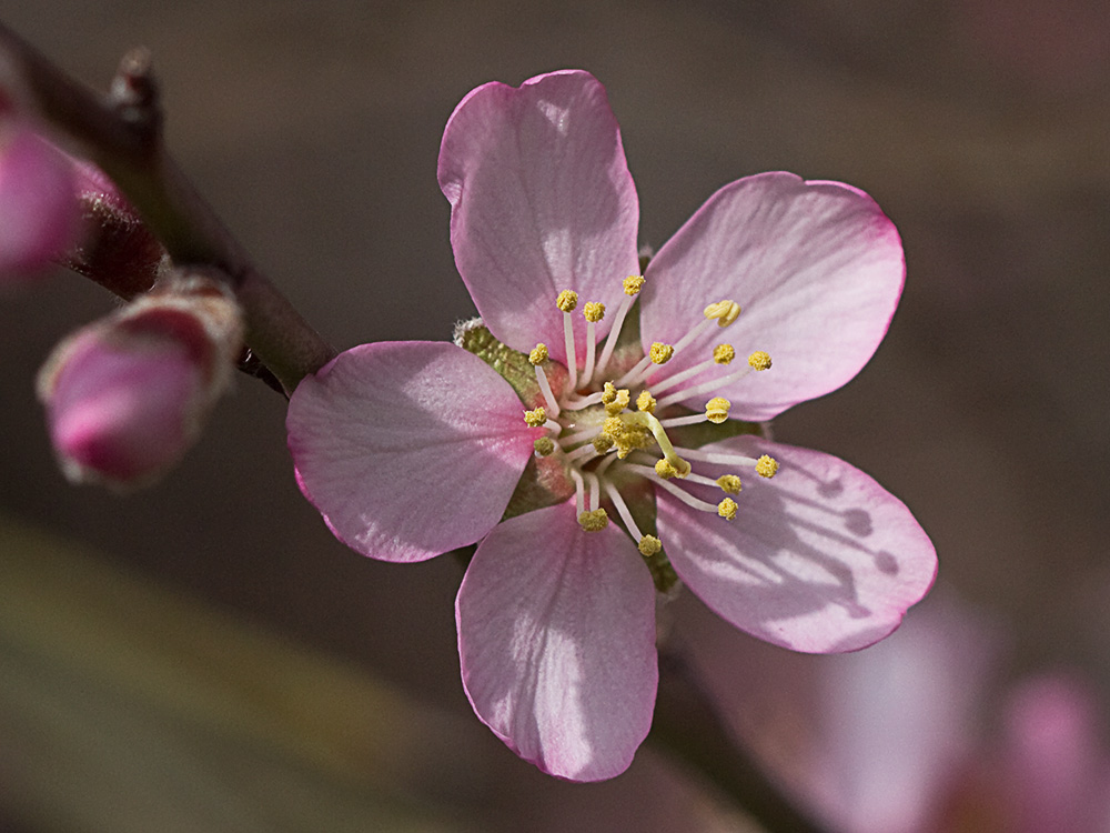 Flor del Almendro (Prunus amygdalus)