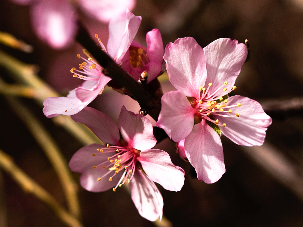 Flor del Almendro (Prunus amygdalus)
