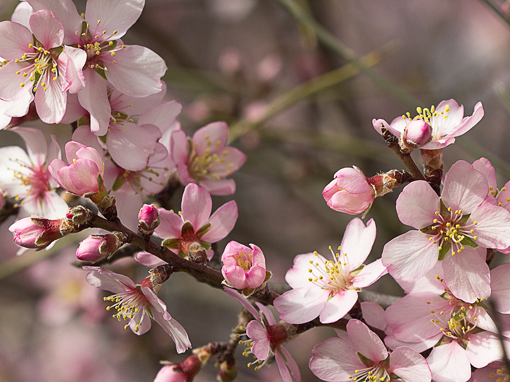Flor del Almendro (Prunus amygdalus)