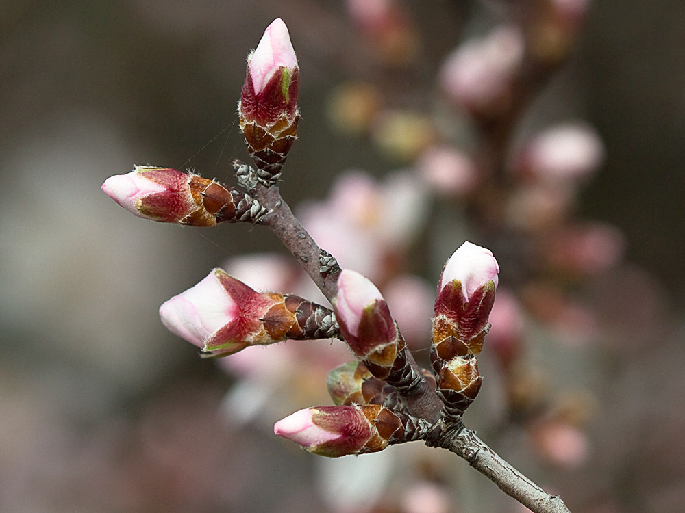 Flor del Almendro (Prunus amygdalus)
