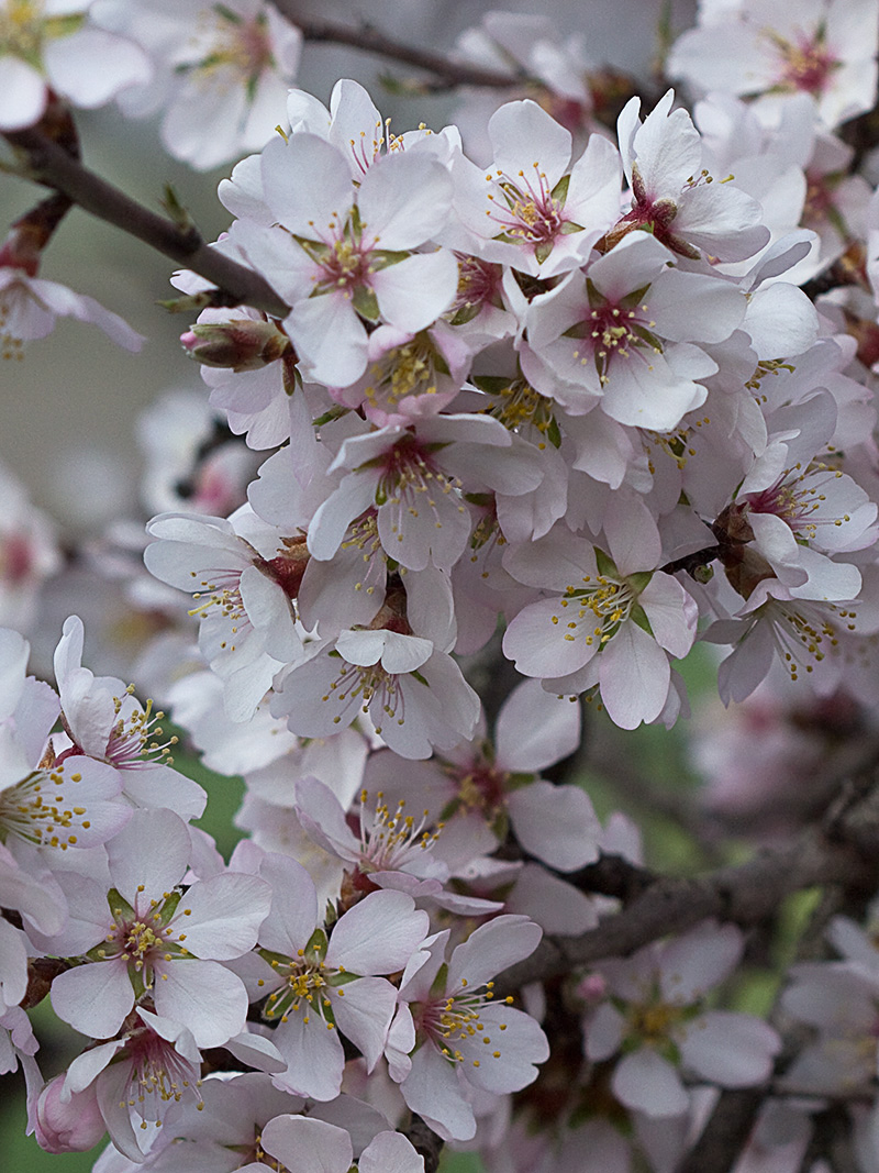 Flor del Almendro (Prunus amygdalus)