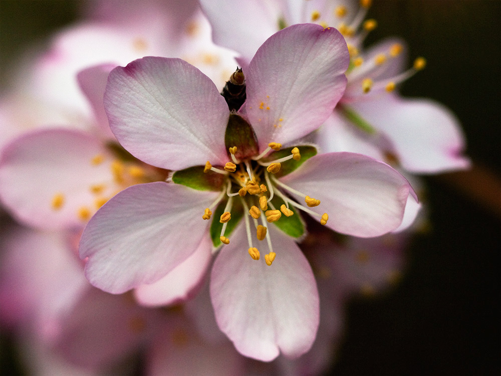 Flor del Almendro (Prunus amygdalus)