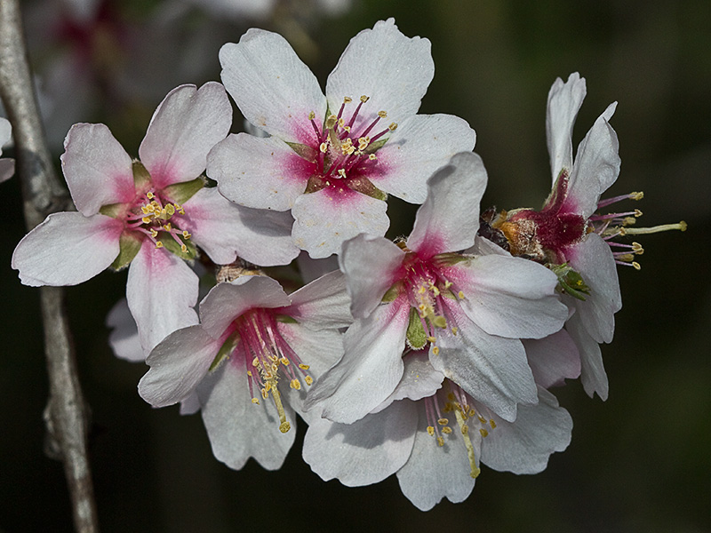 Flor del Almendro (Prunus amygdalus)
