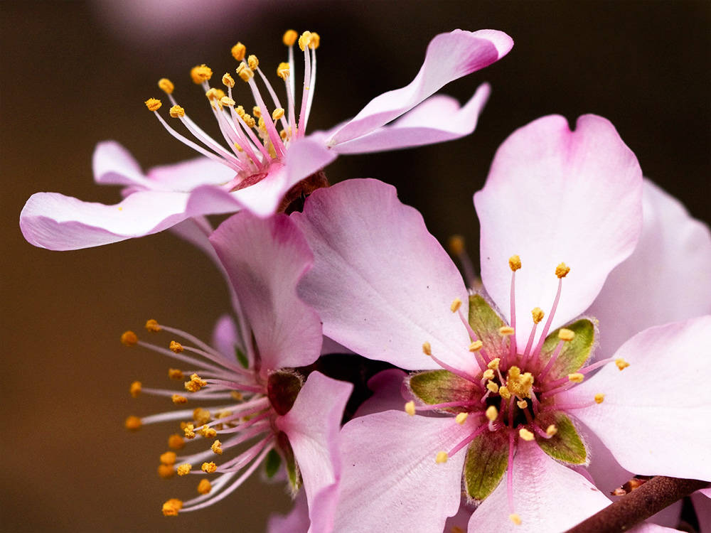 Flor del Almendro (Prunus amygdalus)
