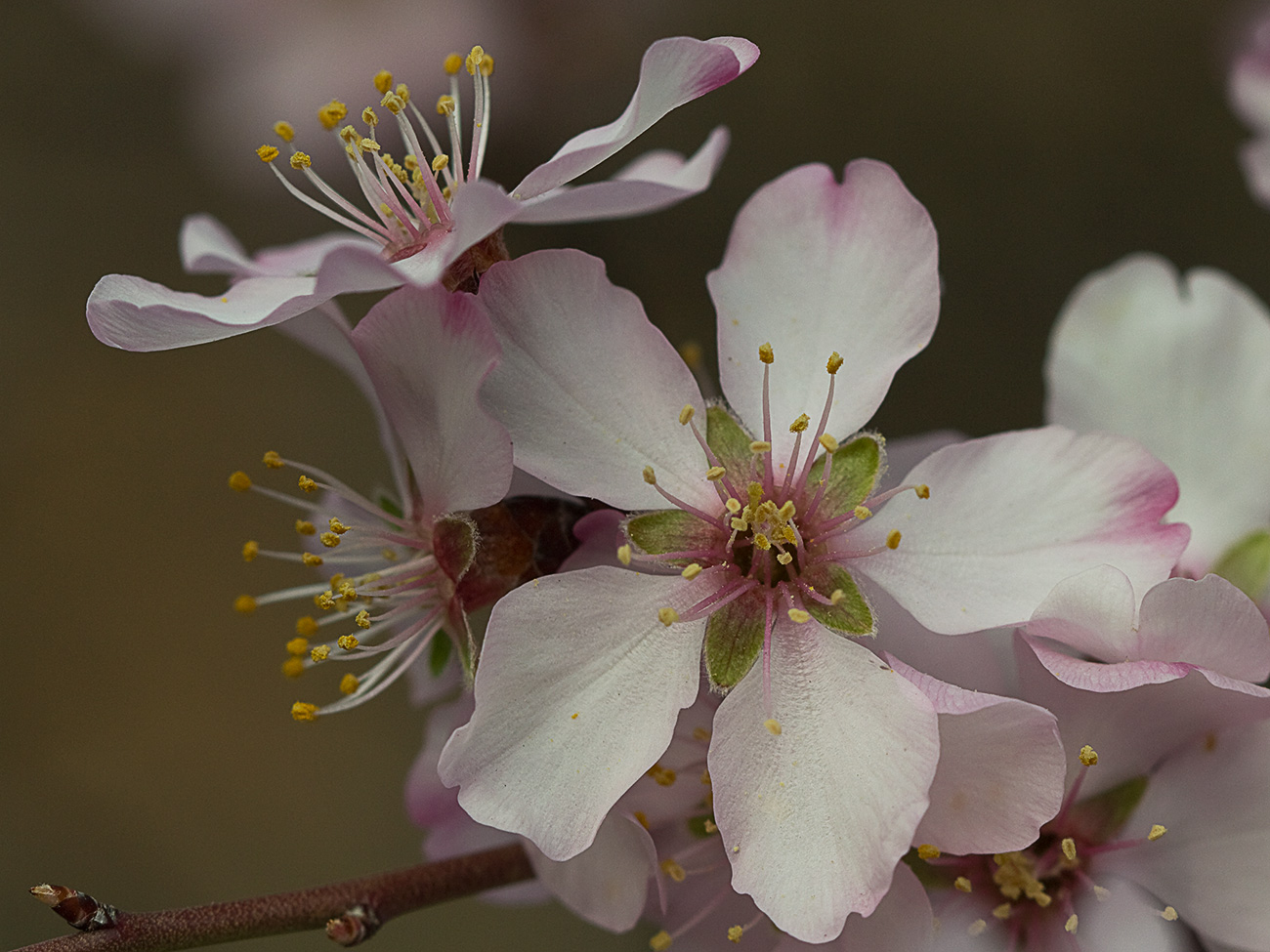 Flor del Almendro (Prunus amygdalus)