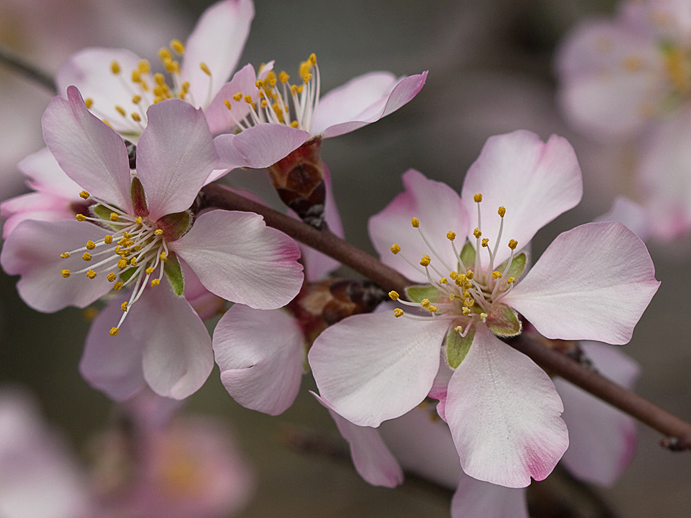Flor del Almendro (Prunus amygdalus)