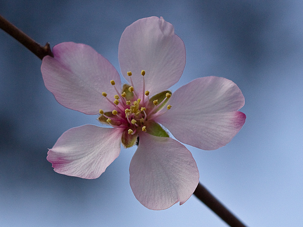 Flor del Almendro (Prunus amygdalus)