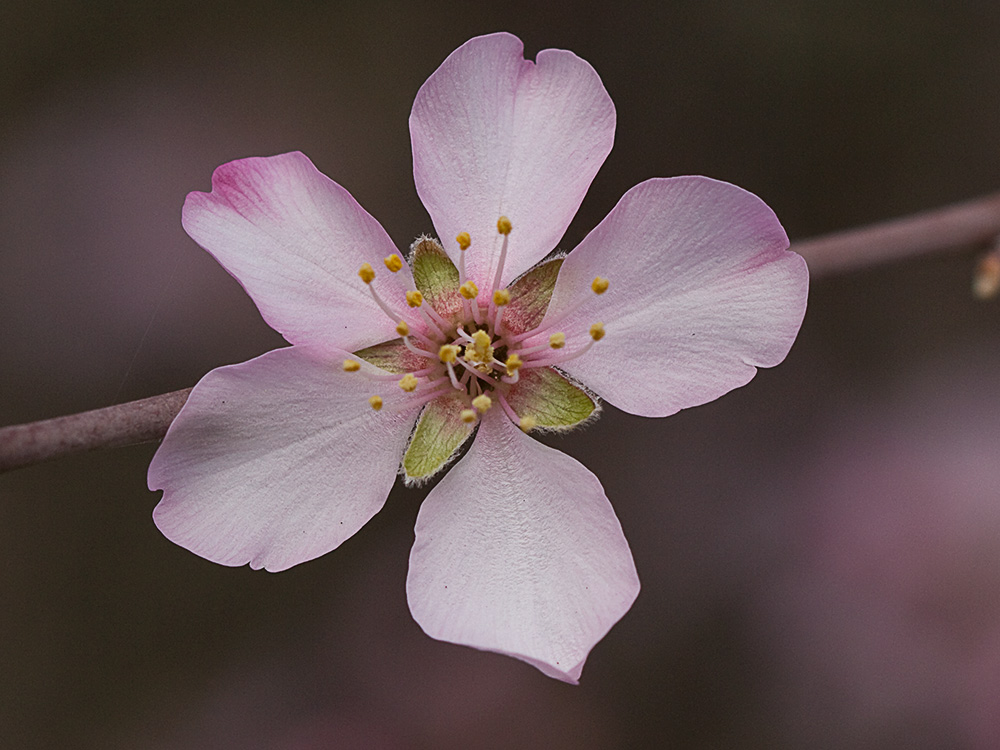 Flor del Almendro (Prunus amygdalus)