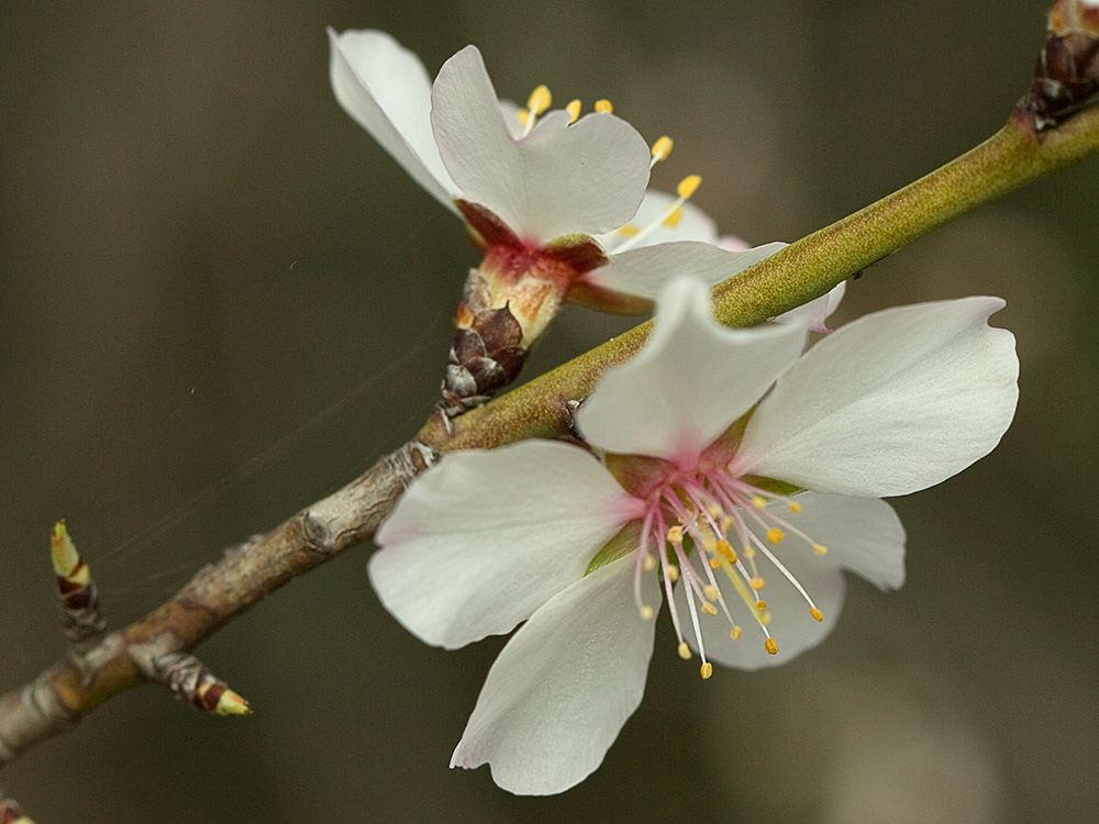Flor del Almendro (Prunus amygdalus)