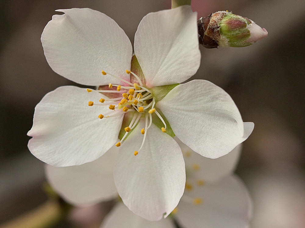 Flor del Almendro (Prunus amygdalus)