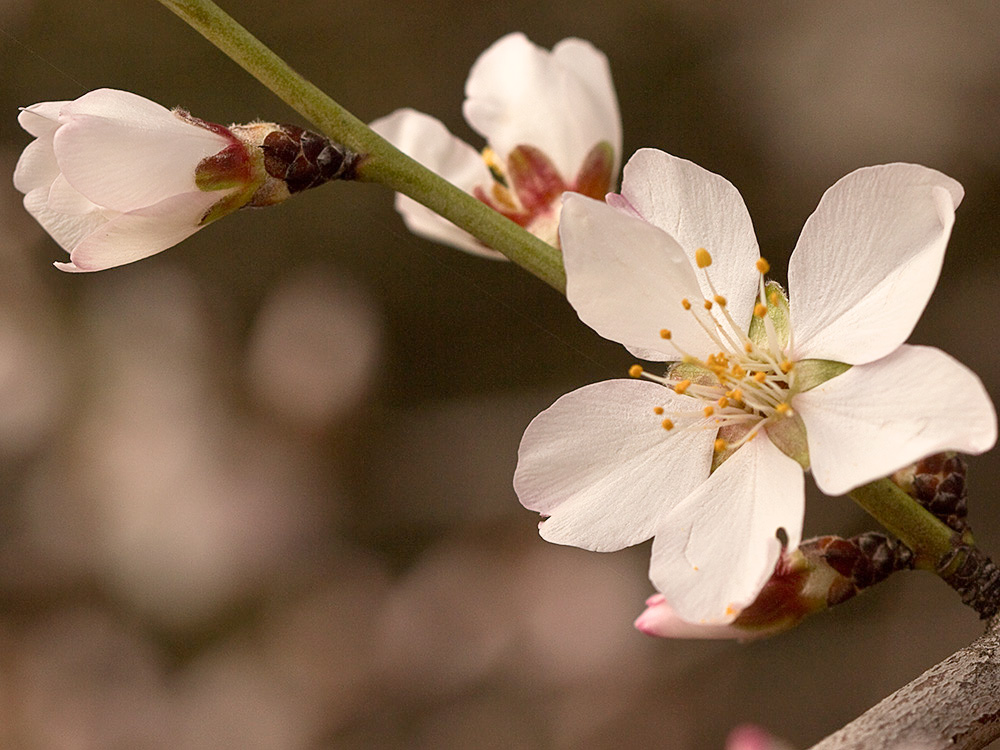 Flor del Almendro (Prunus amygdalus)