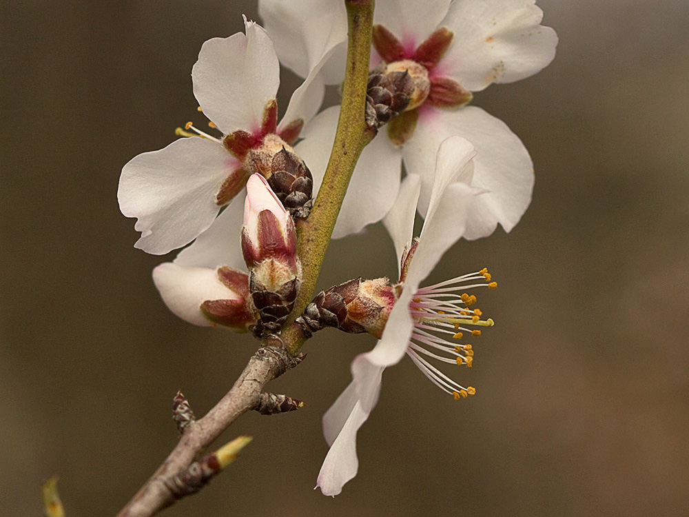Flor del Almendro (Prunus amygdalus)